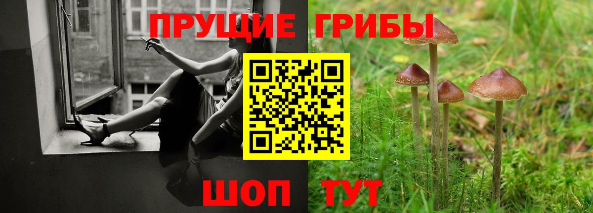 Галлюциногенные грибы Psilocybine cubensis Дивногорск